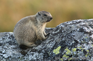 Świstak - Marmota marmota (Linnaeus, 1758)