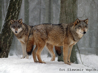 Wilk - Canis lupus Linnaeus, 1758 Wilk - Canis lupus Linnaeus, 1758