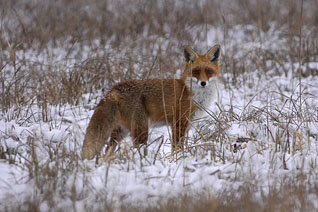 Lis (pospolity) - Vulpes vulpes (Linnaeus, 1758) Lis (pospolity) - Vulpes vulpes (Linnaeus, 1758)