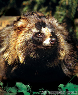 Jenot (junat) - Nyctereutes procyonoides (Gray, 1834) Jenot (junat) - Nyctereutes procyonoides (Gray, 1834)