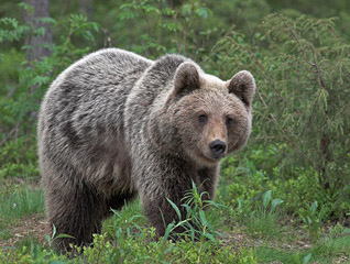 Niedźwiedź brunatny - Ursus arctos Linnaeus, 1758