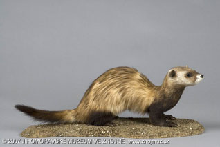 Tchórz stepowy - Mustela eversmanni Lessom, 1827 Tchórz stepowy - Mustela eversmanni Lessom, 1827