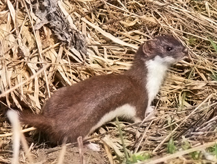 Łasica łaska - Mustela nivalis Linnaeus, 1766