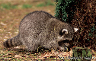 Szop pracz - Procyon lotor (Linnaeus, 1758)