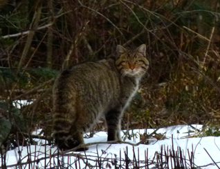 Żbik - Felis silvestris Schreber, 1777 Żbik - Felis silvestris Schreber, 1777