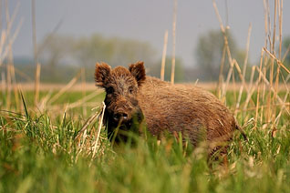 Dzik - Sus scrofa Linnaeus, 1758 Dzik - Sus scrofa Linnaeus, 1758