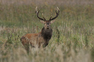 Jeleń szlachetny - Cervus elaphus Linnaeus, 1758