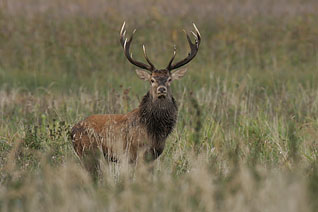 Jeleń szlachetny - Cervus elaphus Linnaeus, 1758