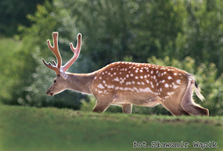 Jeleń wschodni (sika) - Cervus nippon Temminck, 1938