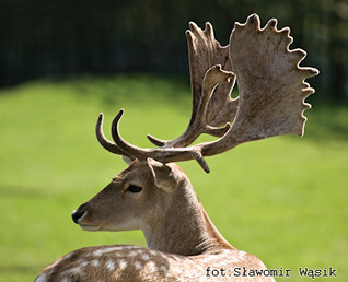 Daniel - Dama dama (Linnaeus, 1758)