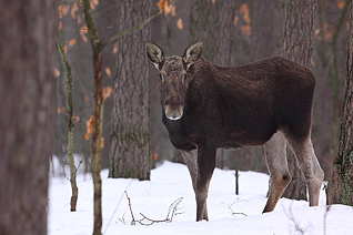 Łoś - Alces alces (Linnaeus, 1758)