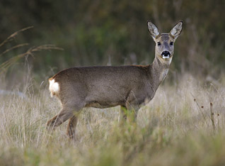 Sarna - Capreolus capreolus (Linnaeus, 1758)