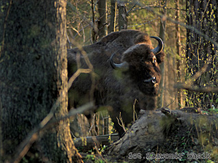 Żubr - Bison bonasus (Linnaeus, 1758)