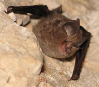 Podkowiec mały - Rhinolophus hipposideros (Borkhausen, 1797)