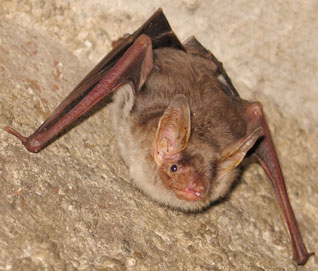 Nocek duży - Myotis myotis (Borkhausen, 1797)