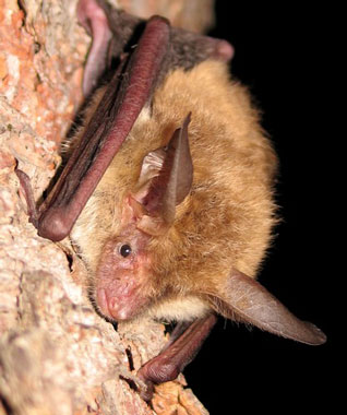 Nocek Bechsteina - Myotis bechsteinii (Kuhl, 1817)