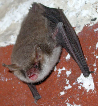 Nocek Natterera - Myotis nattereri (Kuhl, 1817)