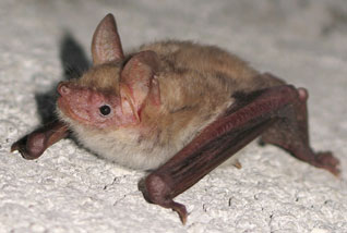 Nocek ostrouszny - Myotis oxygnathus Monticelli, 1885