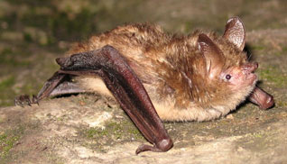 Nocek orzęsiony - Myotis emarginatus (Geoffroy, 1806)