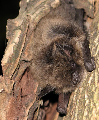 Nocek wąsatek - Myotis mystacinus (Kuhl, 1817)