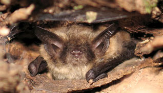 Nocek Brandta - Myotis brandtii (Eversmann, 1845)