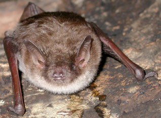 Nocek łydkowłosy - Myotis dasycneme (Boie, 1825)