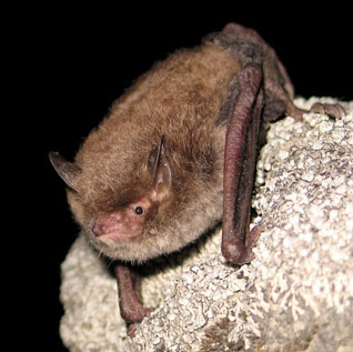 Nocek rudy - Myotis daubentonii (Kuhl, 1817)