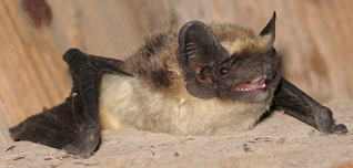 Mroczek posrebrzany - Vespertilio murinus Linnaeus, 1758 Mroczek posrebrzany - Vespertilio murinus Linnaeus, 1758