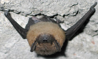 Mroczek późny - Eptesicus serotinus (Schreber, 1774)