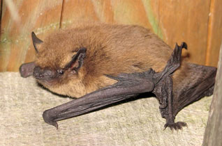 Karlik malutki - Pipistrellus pipistrellus (Schreber, 1774)