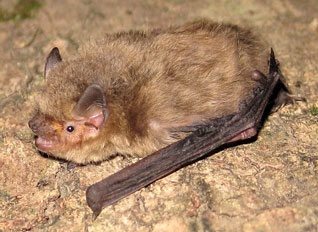 Karlik drobny - Pipistrellus pygmaeus (Leach, 1825)