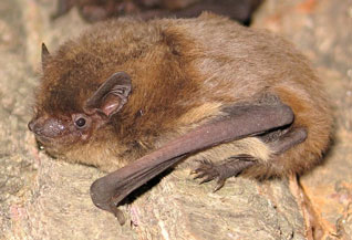 Karlik większy - Pipistrellus nathusii (Keyserling & Blasius, 1839) Karlik większy - Pipistrellus nathusii (Keyserling & Blasius, 1839)