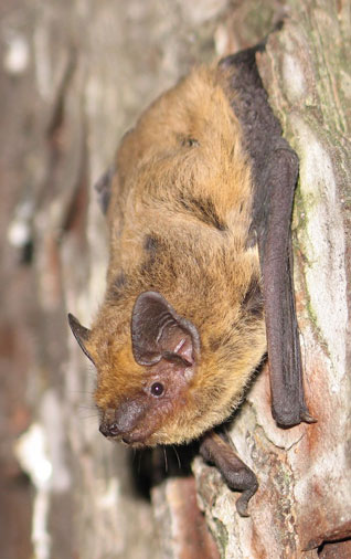 Karlik średni - Pipistrellus kuhlii (Kuhl, 1817) Karlik średni - Pipistrellus kuhlii (Kuhl, 1817)