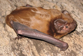 Borowiec olbrzymi - Nyctalus lasiopterus (Schreber, 1780) Borowiec olbrzymi - Nyctalus lasiopterus (Schreber, 1780)
