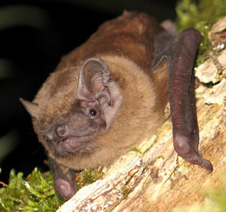 Borowiec wielki - Nyctalus noctula (Schreber, 1774) Borowiec wielki - Nyctalus noctula (Schreber, 1774)
