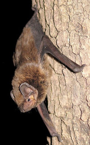 Borowiaczek (borowiec Leislera) - Nyctalus leisleri (Kuhl, 1817) Borowiaczek (borowiec Leislera) - Nyctalus leisleri (Kuhl, 1817)
