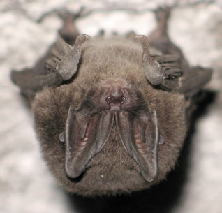 Mopek - Barbastella barbastellus (Schreber, 1774) Mopek - Barbastella barbastellus (Schreber, 1774)