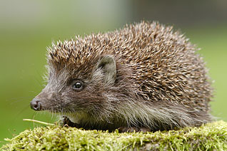 Jeż wschodni - Erinaceus roumanicus Barrett-Hamilton, 1900 Jeż wschodni - Erinaceus roumanicus Barrett-Hamilton, 1900