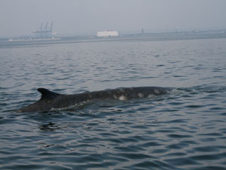 Finwal - Balaenoptera physalus (Linnaeus, 1758)