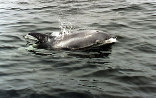 Delfin białonosy - Lagenorhynchus albirostris Gray, 1846