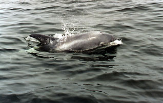 Delfin białonosy - Lagenorhynchus albirostris Gray, 1846 Delfin białonosy - Lagenorhynchus albirostris Gray, 1846