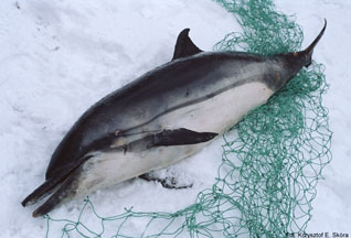 Delfin pręgoboki - Stenella coeruleoalba (Meyen, 1833) Delfin pręgoboki - Stenella coeruleoalba (Meyen, 1833)