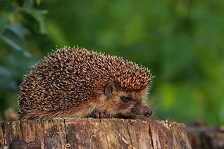 Jeż zachodni - Erinaceus europaeus Linnaeus, 1758 Jeż zachodni - Erinaceus europaeus Linnaeus, 1758