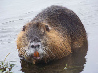 Nutria - Myocastor coypus (Molina, 1782)