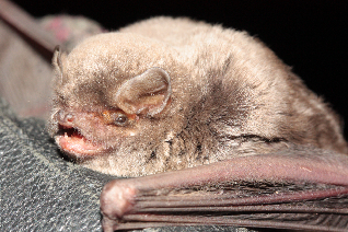 Podkasaniec zwyczajny - Miniopterus schreibersii (Kuhl, 1817) Podkasaniec zwyczajny - Miniopterus schreibersii (Kuhl, 1817)