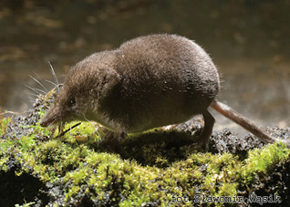 Ryjówka malutka - Sorex minutus Linnaeus, 1766 Ryjówka malutka - Sorex minutus Linnaeus, 1766