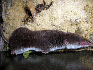 Zębiełek białawy - Crocidura leucodon (Hermann, 1780)