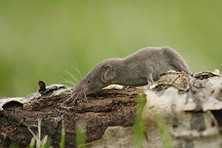 Zębiełek karliczek - Crocidura suaveolens (Pallas, 1811) Zębiełek karliczek - Crocidura suaveolens (Pallas, 1811)