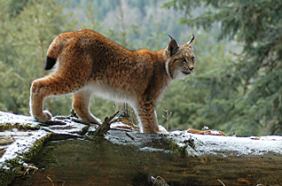 Ryś - Lynx lynx (Linnaeus, 1758)