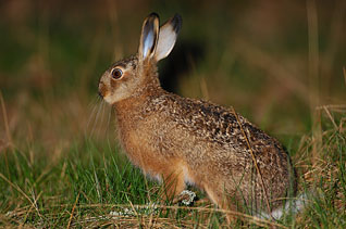 Królik - Oryctolagus cuniculus (Linnaeus, 1758)